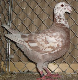German Beauty Homer Red Pied