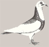 Франконский сердечниковый голубь