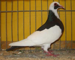 Franconian Magpie Black