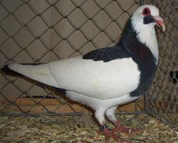 Франконский сердечниковый голубь черный