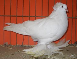 Hungarian Giant House Pigeon White
