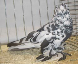 Hungarian Giant House Pigeon Black Mottled