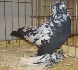 Hungarian Giant House Pigeon Black Tigered