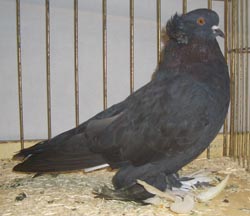 Hungarian Giant House Pigeon Black