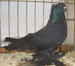 Hungarian Giant House Pigeon Black