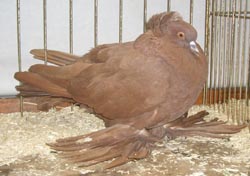 Hungarian Giant House Pigeon Red