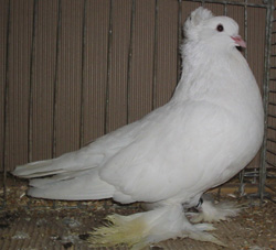 Hungarian Giant House Pigeon White