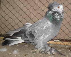 Hungarian Giant House Pigeon Blue Splashed