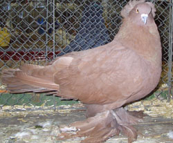 Hungarian Giant House Pigeon Red