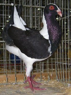 Huhnscheck Zwart