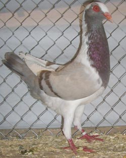Венгерский куриный голубь Пепельно-черный