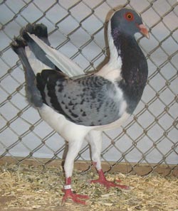 Венгерский куриный голубь  Проверено Голубой