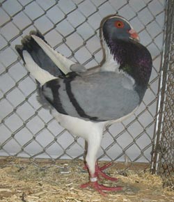 Huhnschecke Blau mit schwarzen binden