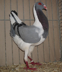 Венгерский куриный голубь синий