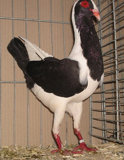 Huhnschecke Schwarz