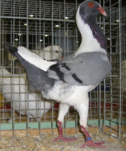 Huhnschecke Blau mit schwarzen binden