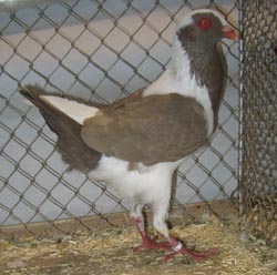 Венгерский куриный голубь коричневый
