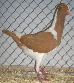 Венгерский куриный голубь желтый