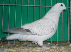 Ice Pigeon Spangle