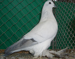Ice Pigeon with White Bars