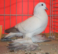 Ice Pigeon with White Bars
