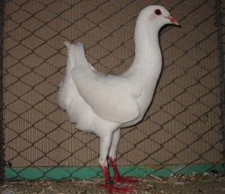 Poule Maltais Blanc
