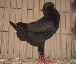 Poule Maltais Noir