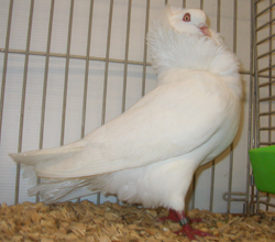 Староголландские капуцины белый