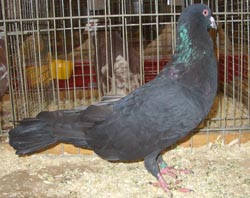 Римский голубь черный