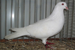 Римский голубь белый