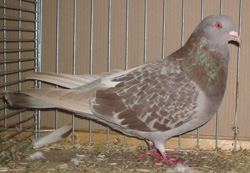 Римский голубь  Эш Браун Проверено