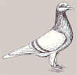 Саарский голубь