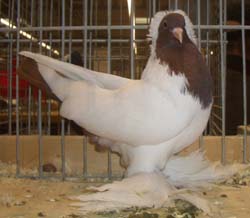 Pigeon de Saxe à poitrine colorée Rouge