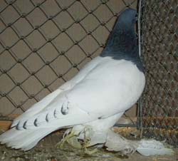 Pigeon de Saxe à poitrine colorée Bleu barré noir