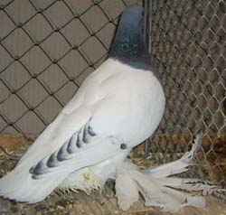 Pigeon de Saxe à poitrine colorée Bleu barré noir