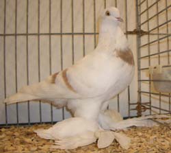 Saxon Crescent Pigeon