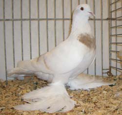 Saxon Crescent Pigeon