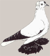 Саксонские аистовые голуби