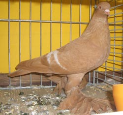 Saxon Field Pigeon Yellow with White Bars
