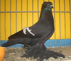 Saxon Field Pigeon Black with White Bars