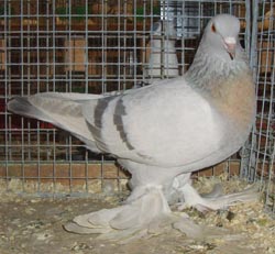 Saxon Field Pigeon Meil