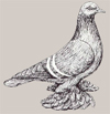 Саксонский полевой голубь