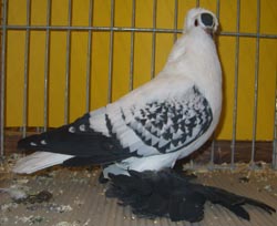 Pigeon de Saxe à ailes colorées Noir maillé blanc