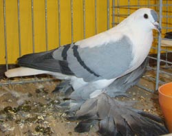 Pigeon de Saxe à ailes colorées Bleu barré noir