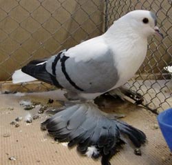 Pigeon de Saxe à ailes colorées Bleu barré noir