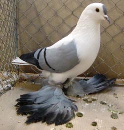 Saxon Wing Pigeon Blue with Black Bars