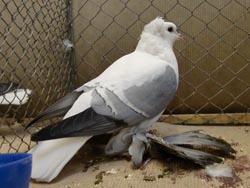 Pigeon de Saxe à ailes colorées Bleu barré blanc 
