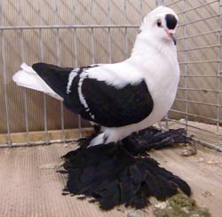 Pigeon de Saxe à ailes colorées Noir barré blanc 