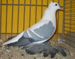 Saxon Wing Pigeon Blue with White Bars