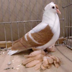 Pigeon de Saxe à ailes colorées Jaune barré blanc